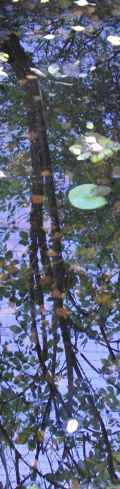 Teich im Garten des Zentrums LA'AKEA